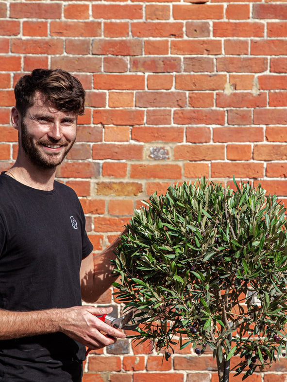How to care for an Olive tree
